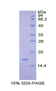 Recombinant Bone Morphogenetic Protein 2 (BMP2)