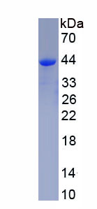 Recombinant Bone Morphogenetic Protein 2 (BMP2)