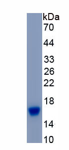 Recombinant Bone Morphogenetic Protein 2 (BMP2)