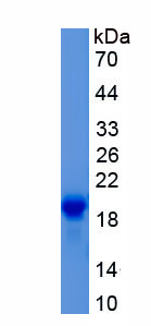 Recombinant Bone Morphogenetic Protein 2 (BMP2)