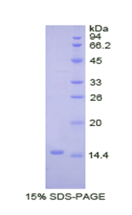 Recombinant Bone Morphogenetic Protein 2 (BMP2)