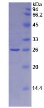 Recombinant Bone Morphogenetic Protein 2 (BMP2)