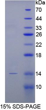 Recombinant Bone Morphogenetic Protein 2 (BMP2)