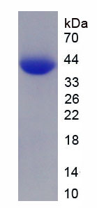 Recombinant Bone Morphogenetic Protein 2 (BMP2)