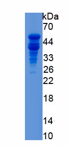 Recombinant Bone Morphogenetic Protein 4 (BMP4)