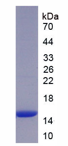 Recombinant Bone Morphogenetic Protein 4 (BMP4)