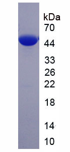 Recombinant Bone Morphogenetic Protein 4 (BMP4)