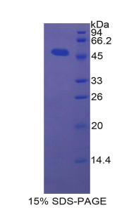 Recombinant Bone Morphogenetic Protein 4 (BMP4)