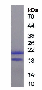 Recombinant Bone Morphogenetic Protein 4 (BMP4)