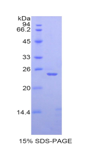 Recombinant Bone Morphogenetic Protein 4 (BMP4)