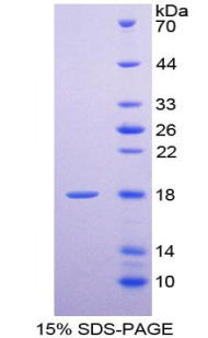 Recombinant E-selectin