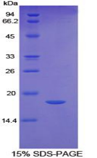 Recombinant Factor Related Apoptosis (FAS)