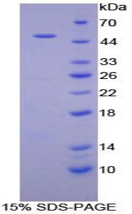 Recombinant Factor Related Apoptosis (FAS)