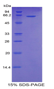 RPA030Hu03.jpg