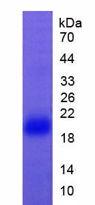 Recombinant Factor Related Apoptosis (FAS)