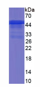 Recombinant Factor Related Apoptosis Ligand (FASL)