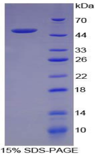 Recombinant Factor Related Apoptosis Ligand (FASL)