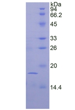 Recombinant Fibroblast Growth Factor 1, Acidic (FGF1)