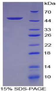 Recombinant Fibroblast Growth Factor 1, Acidic (FGF1)