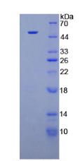 Recombinant Interferon Alpha (IFNa)