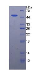 Recombinant Interferon Alpha (IFNa)