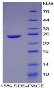 Recombinant Interferon Alpha (IFNa)