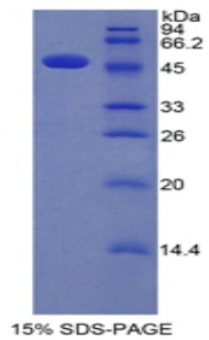 Recombinant Interferon Alpha (IFNa)