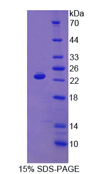 Recombinant Interferon Alpha (IFNa)