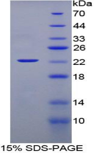 Recombinant Interferon Alpha (IFNa)