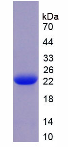 Recombinant Fibroblast Growth Factor 4 (FGF4)