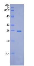 Recombinant Fibroblast Growth Factor 9 (FGF9)