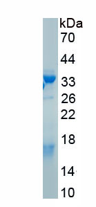 Recombinant Fibronectin (FN)