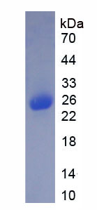 Recombinant Fibronectin (FN)