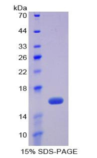 Recombinant Fibronectin (FN)