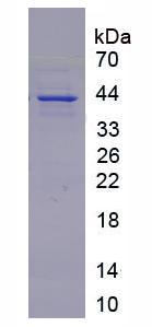 Recombinant FMS Like Tyrosine Kinase 3 Ligand (Flt3L)