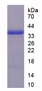 Recombinant Chemokine (C-X-C Motif) Ligand 1 (CXCL1)