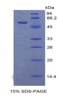 Recombinant Chemokine (C-X-C Motif) Ligand 1 (CXCL1)