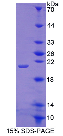 Recombinant Colony Stimulating Factor 3, Granulocyte (GCSF)