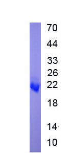 Recombinant Colony Stimulating Factor 3, Granulocyte (GCSF)