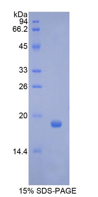 Recombinant Colony Stimulating Factor 3, Granulocyte (GCSF)