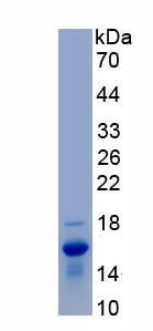 Recombinant Glial Cell Line Derived Neurotrophic Factor (GDNF)