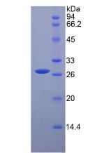 Recombinant Hepatocyte Growth Factor (HGF)