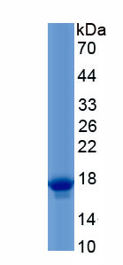 Recombinant Inhibin Beta E (INHbE)