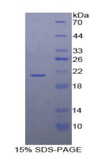 Recombinant Interferon Gamma (IFNg)