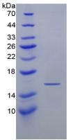 Recombinant Interferon Gamma (IFNg)