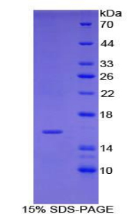 Recombinant Insulin Like Growth Factor 1 (IGF1)