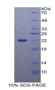 Recombinant Interleukin 10 (IL10)