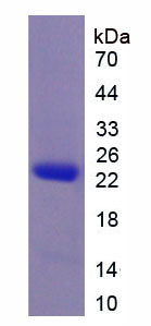 Recombinant Interleukin 10 (IL10)