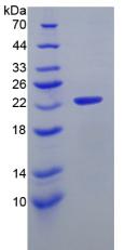 Recombinant Interleukin 11 (IL11)