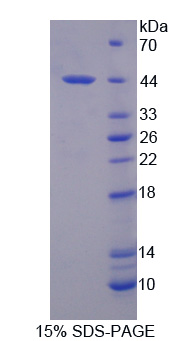 RPA058Bo01.jpg